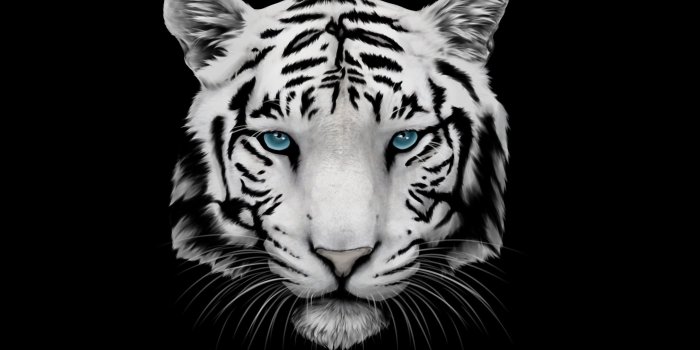 2880x1800 White Tiger and Blue Eyes HD Wallpaper - WallpaperFX
