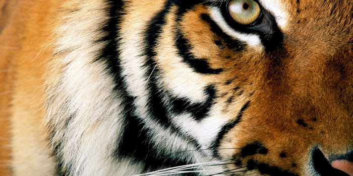 1600x1067 Tiger eye wallpaper Gallery