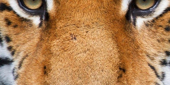 1080x1920 Tiger eyes - Best htc one wallpapers, free and easy to download