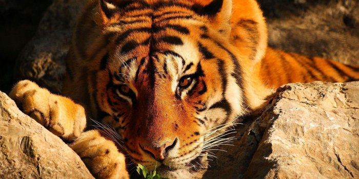 1920x1200 Download wallpaper 1920x1200 tiger, eyes, brooding, stones, lies