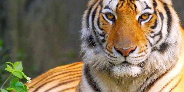 1332x850 Wallpaper cat, eyes, look, tiger, predator, king, tiger, eyes, cat