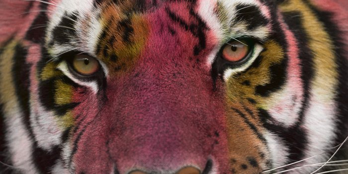 1920x1200 2927645 tiger eyes cat photo manipulation colorful wallpaper and