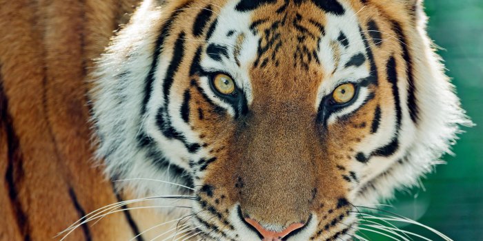 3200x2400 Tiger Eyes _standard widescreen wallpaper