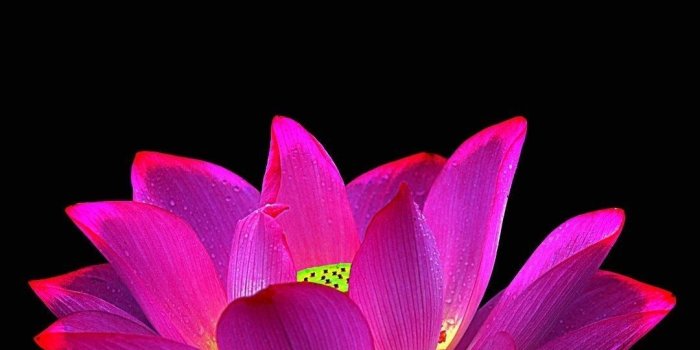 1080x2160 Lisa Ditchburn on Backyard Oasis in 2019 | Flower wallpaper