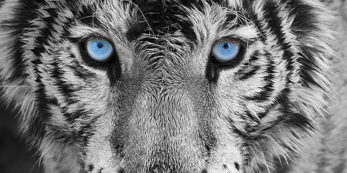 1500x2592 Blue Eyes Tiger wallpapers Collection