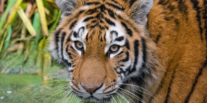 1920x1200 Wallpaper Amur tiger, look, face, eyes 1920x1200 HD Picture, Image