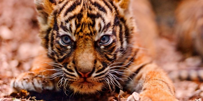 1920x1200 tiger eyes wallpaper - HD Desktop Wallpapers | 4k HD