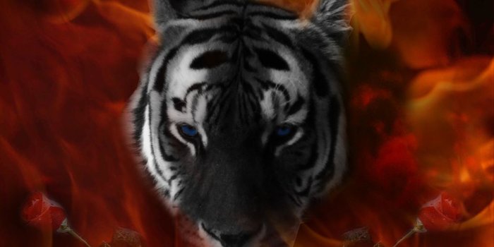 1024x768 Tiger - Eye Of The Tiger (#343363) - HD Wallpaper Download