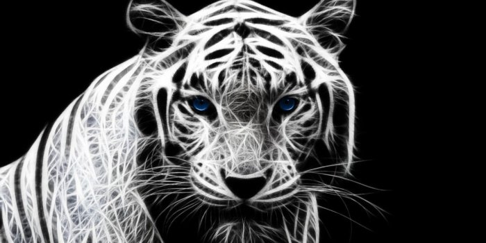 1920x1080 White Tiger With Blue Eyes Image > Minionswallpaper