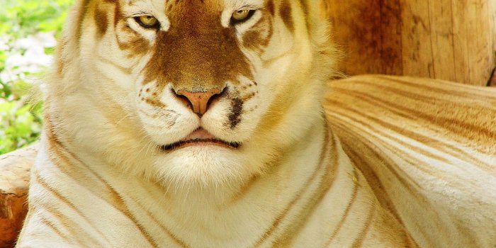 1920x1200 Wild, Cat, HD Desktop Wallpapers, Pattern, Muzzle, Face,tiger, Gold