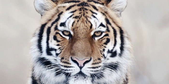 1332x850 Wallpaper animals, nature, tiger, eyes, cool, wild images for