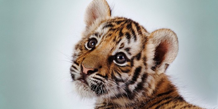 1920x1080 Tiger, eyes ❤ 4K HD Desktop Wallpaper for 4K Ultra HD TV