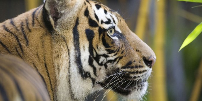 2880x1800 Cute, Face, Animal,HD Wallpaper, Eyes, Free,tiger Mobile Phone