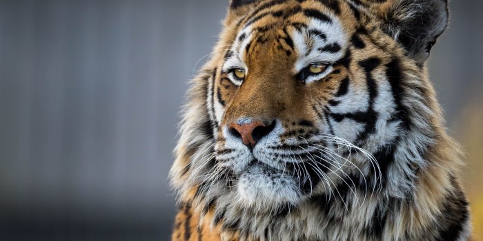 3758x2505 HD wallpaper: animals, tiger, eyes, closeup | Wallpaper Flare