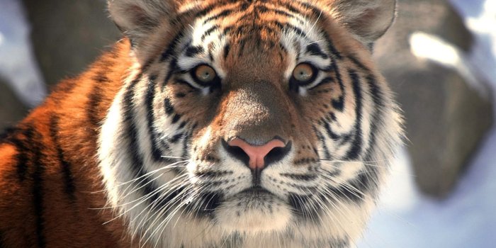 2048x1371 3309978 Tiger, Face, Eyes, Mustache wallpaper and background