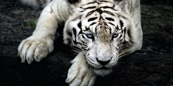 2560x1600 White tiger with beautiful blue eyes resting on a tree log wallpapers