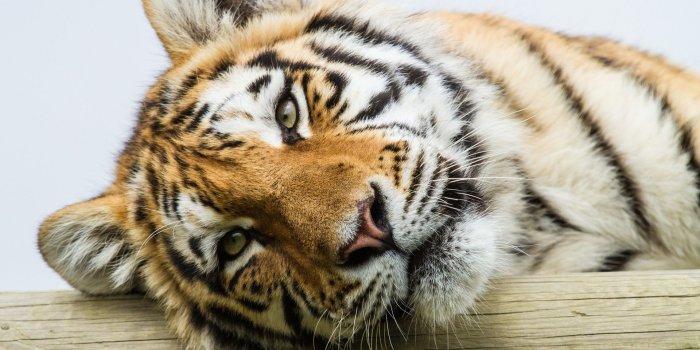 1920x1200 Wallpaper Amur tiger, eyes, face close-up 1920x1200 HD Picture, Image