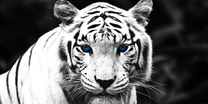 1920x1080 Hite Tiger With Blue Eyes HD Wallpaper, Background Images