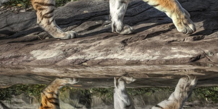 2048x2732 Download Wallpaper 2048x2732 Tiger eyes movie, Tiger endangered