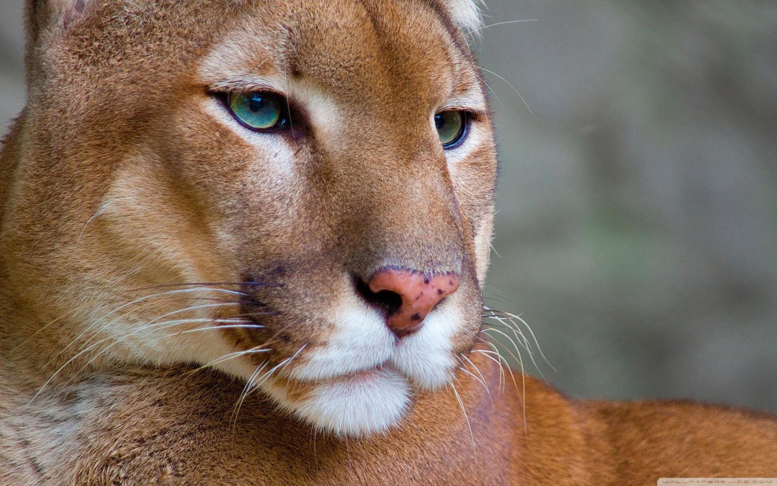 2560x1600 30+ Cool Puma Animal Wallpapers - Download at WallpaperBro