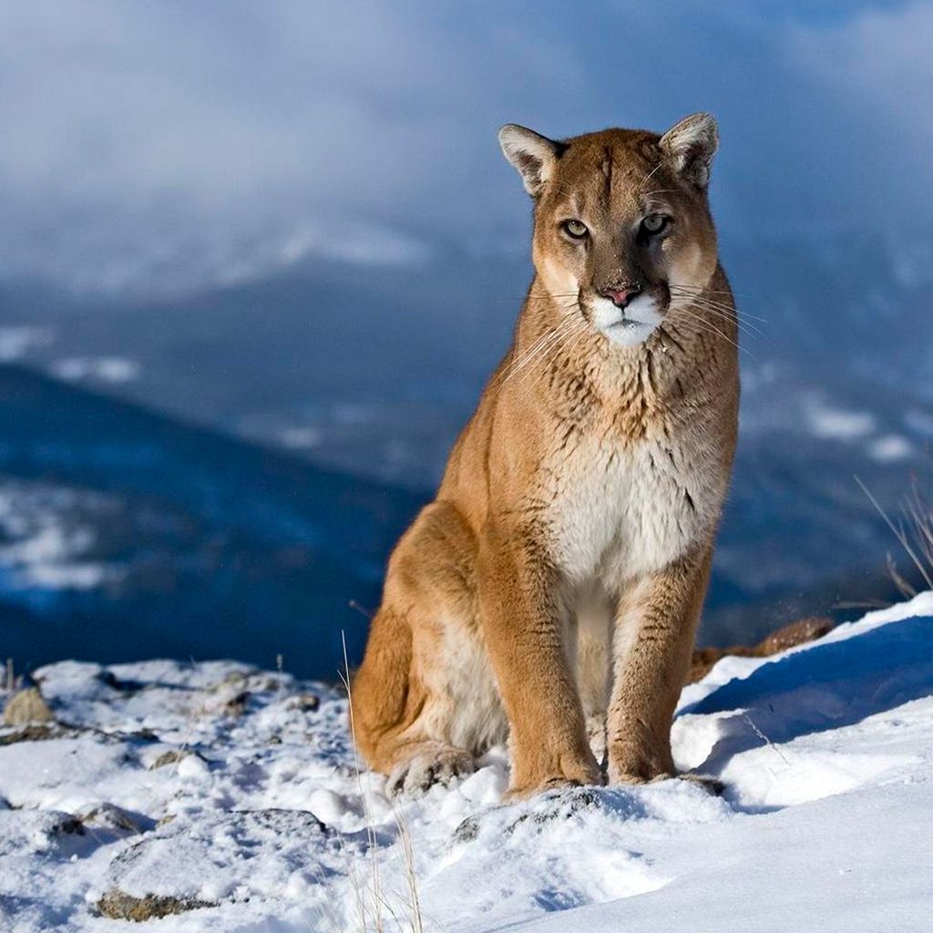 1024x1024 60+ Puma Animal Wallpapers - Download at WallpaperBro