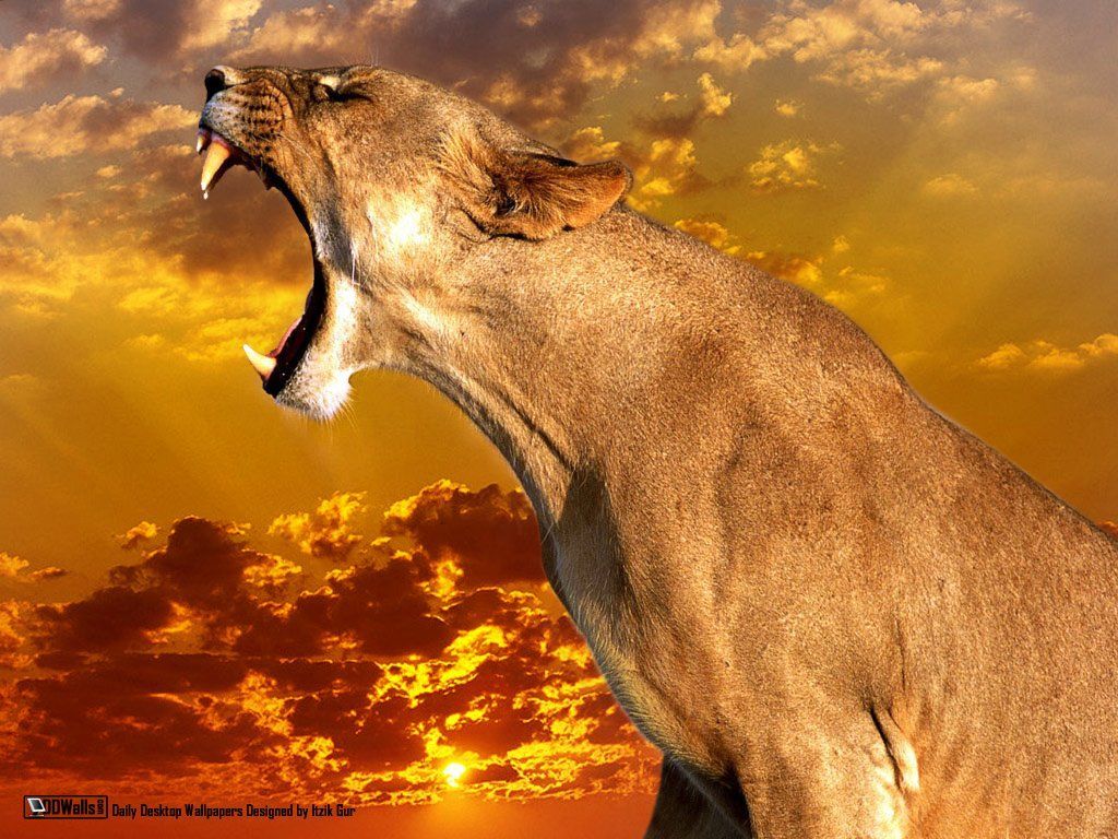 1024x768 Puma Animal 28 Free Wallpaper | Big Cats | Animals, Big cats, Pumas
