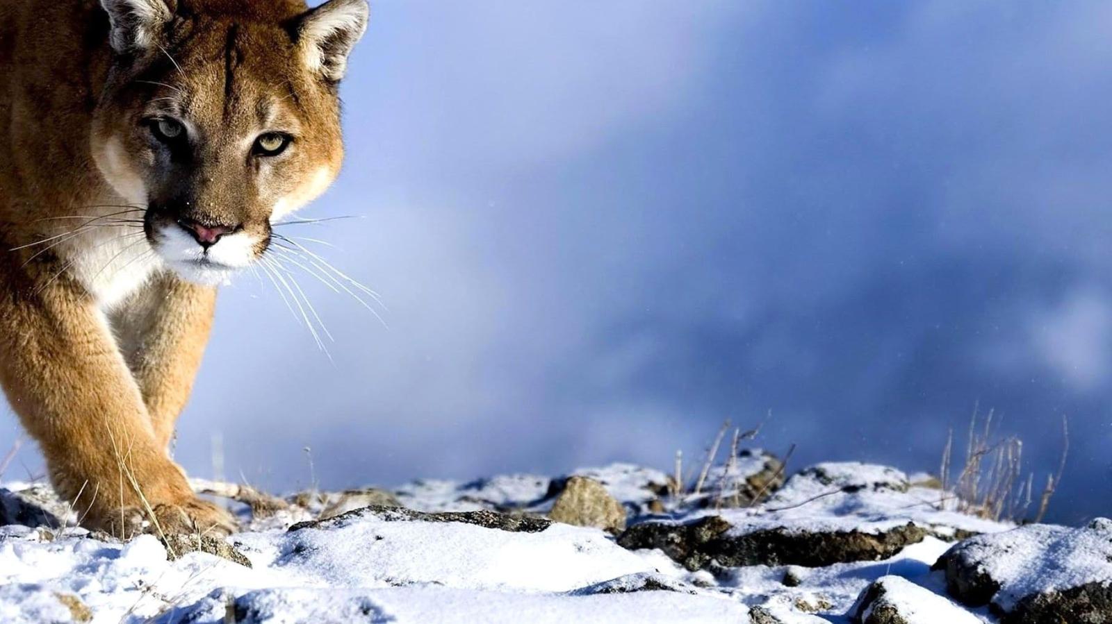 1805x1015 Wild, Look, Hd Animal Wallpapers, Pet Love, Cool Animals, - Animal