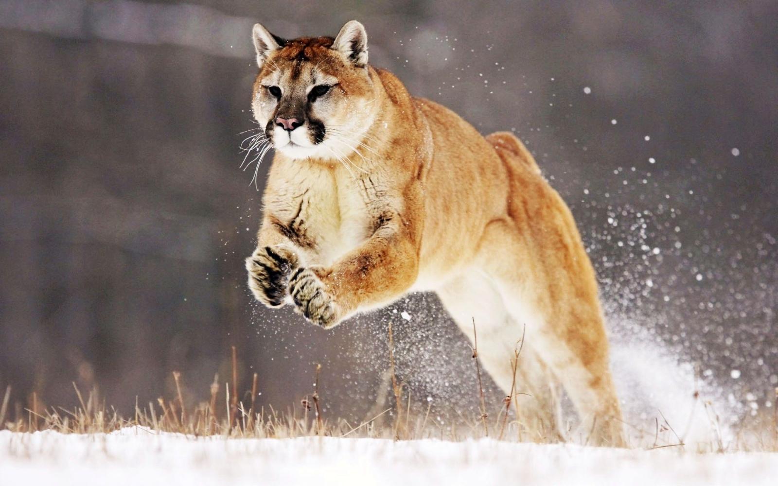 1920x1200 Free Scenery Wallpaper – Includes a Mountain Lion, What a Brave