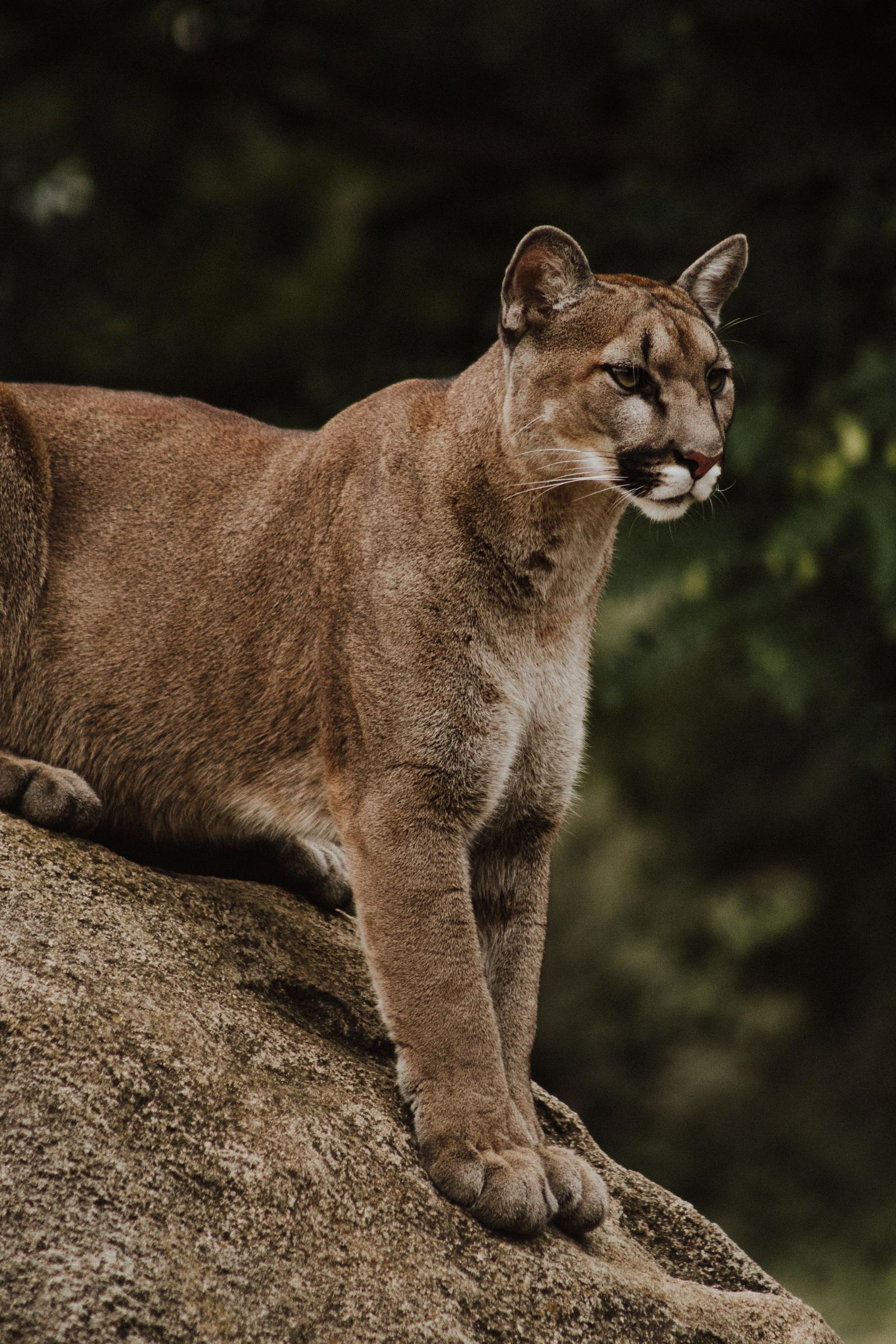 2733x4100 Puma Predator Big Cat Wildlife - Free Stock Photo, Image, Wallpaper