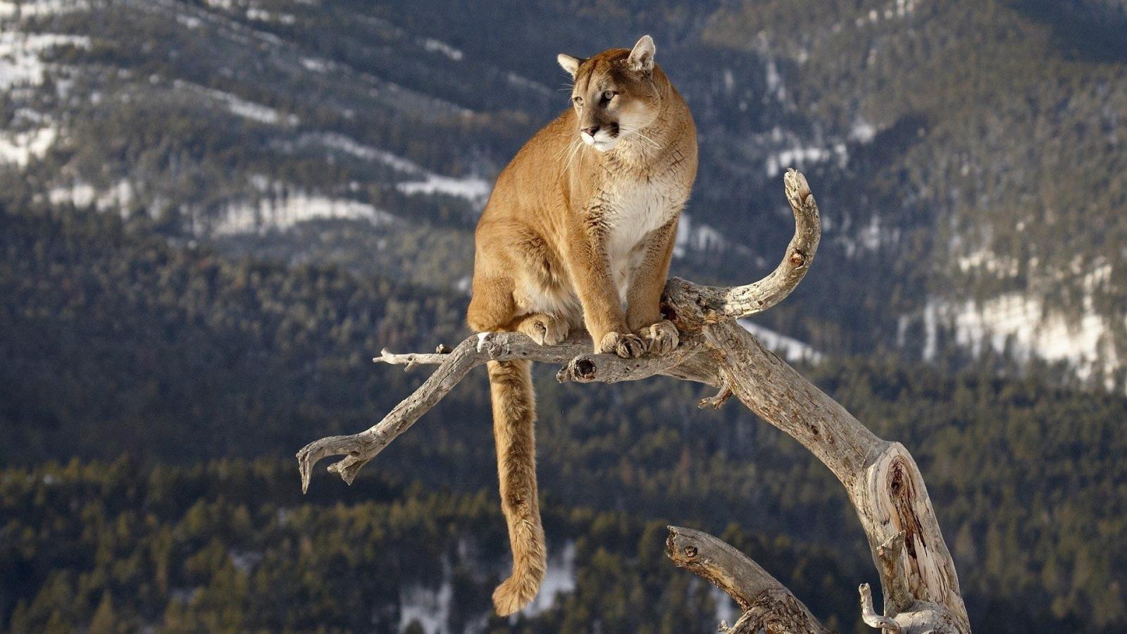 1920x1080 162 Cougar HD Wallpapers | Background Images