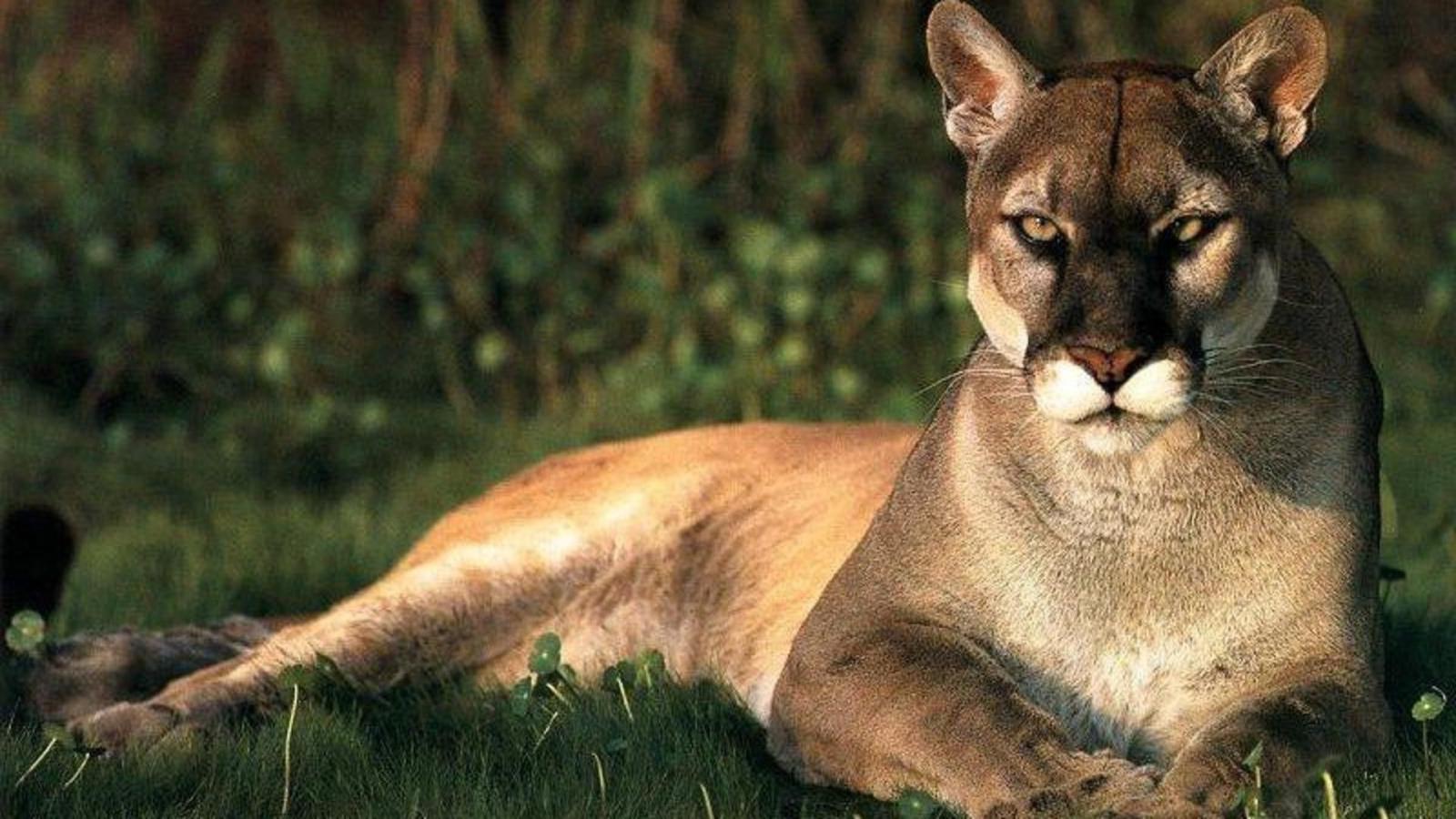 1920x1080 2816471 1920x1080 animals pumas wallpaper and background JPG 342 kB