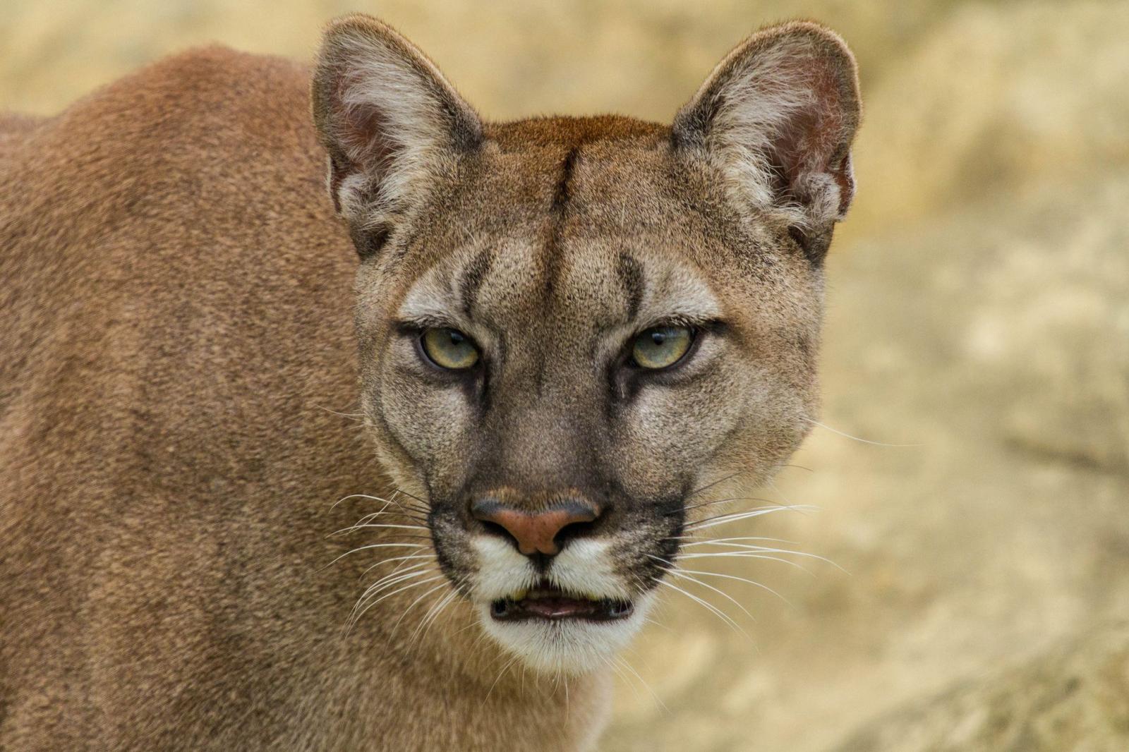 2048x1365 162 Cougar HD Wallpapers | Background Images