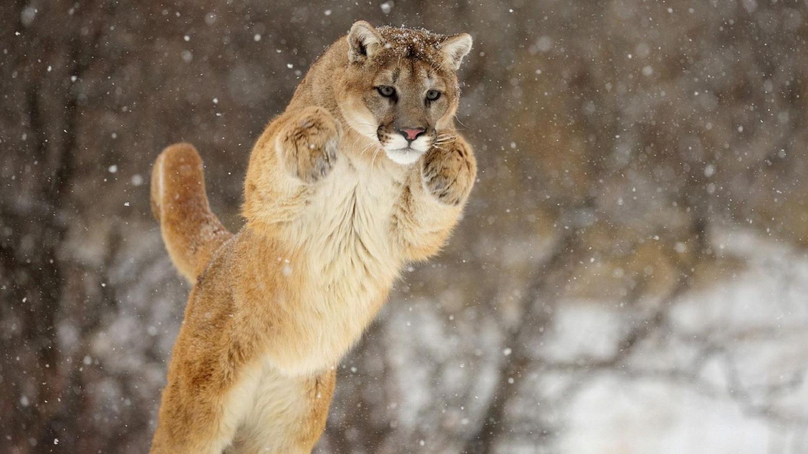 1920x1080 62+ Pumas Wallpapers on WallpaperPlay