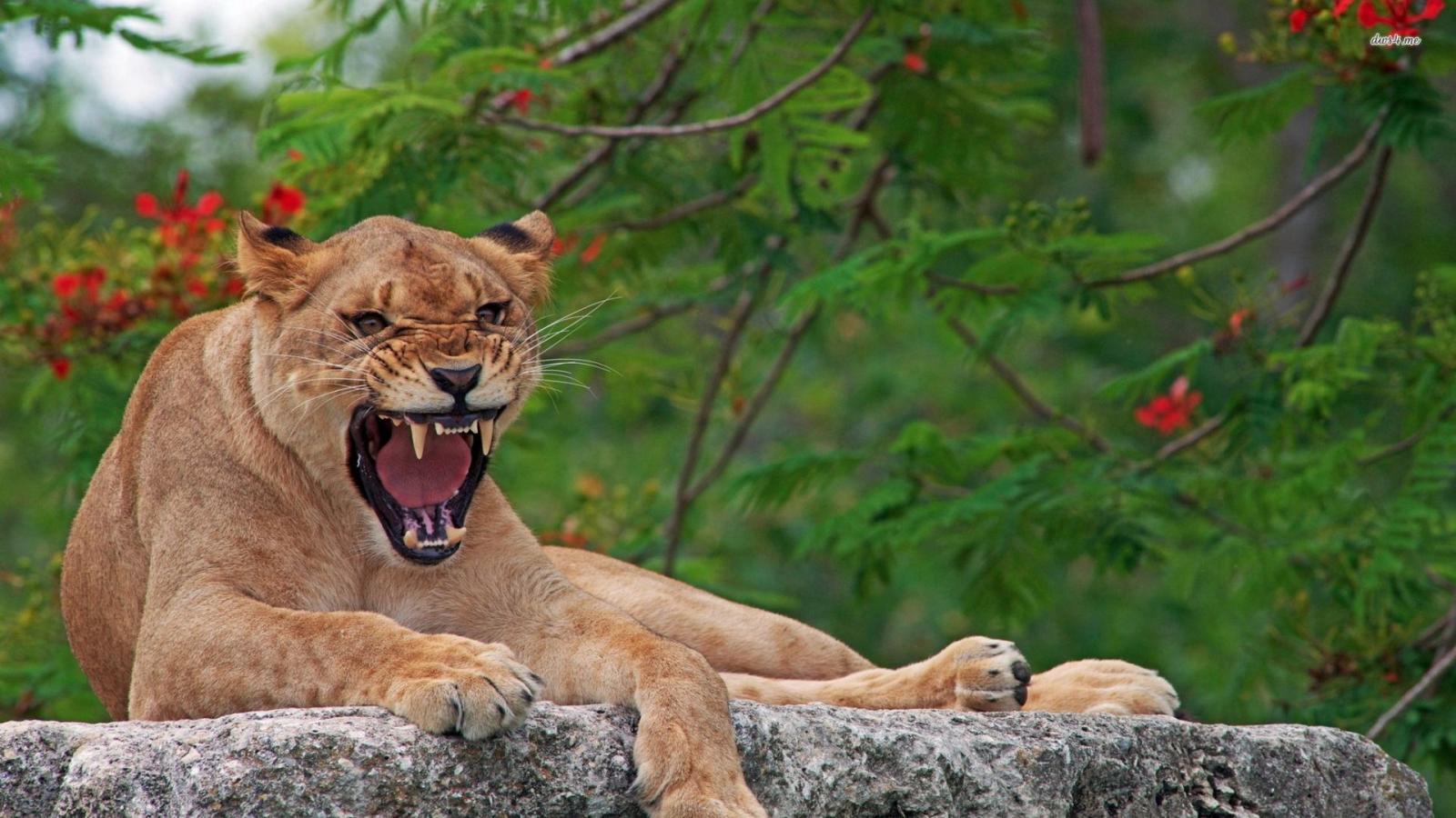 1920x1080 Puma on a rock roaring wallpaper - Animal wallpapers - #49553