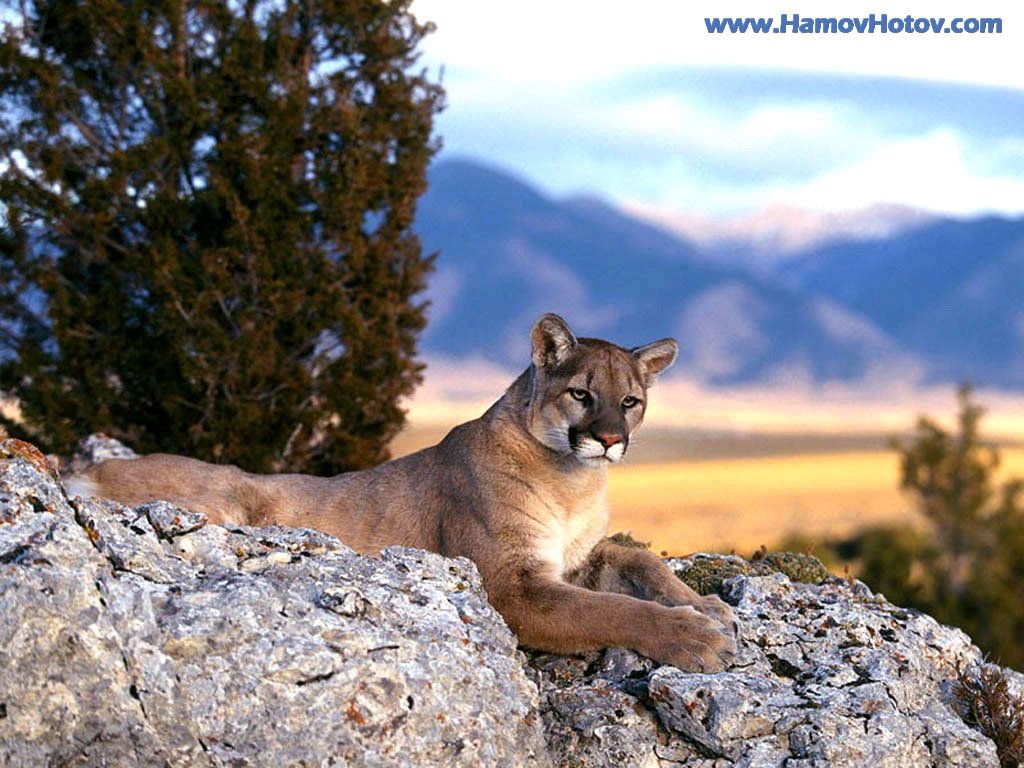 1024x768 Puma - Animals Wallpaper (13128289) - Fanpop