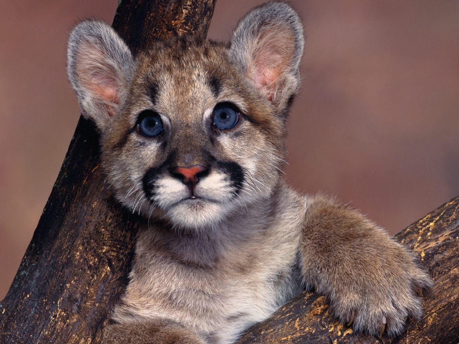 1600x1200 cougar, Puma, Blue, Eyes, Cute, Baby, Animal Wallpapers HD / Desktop
