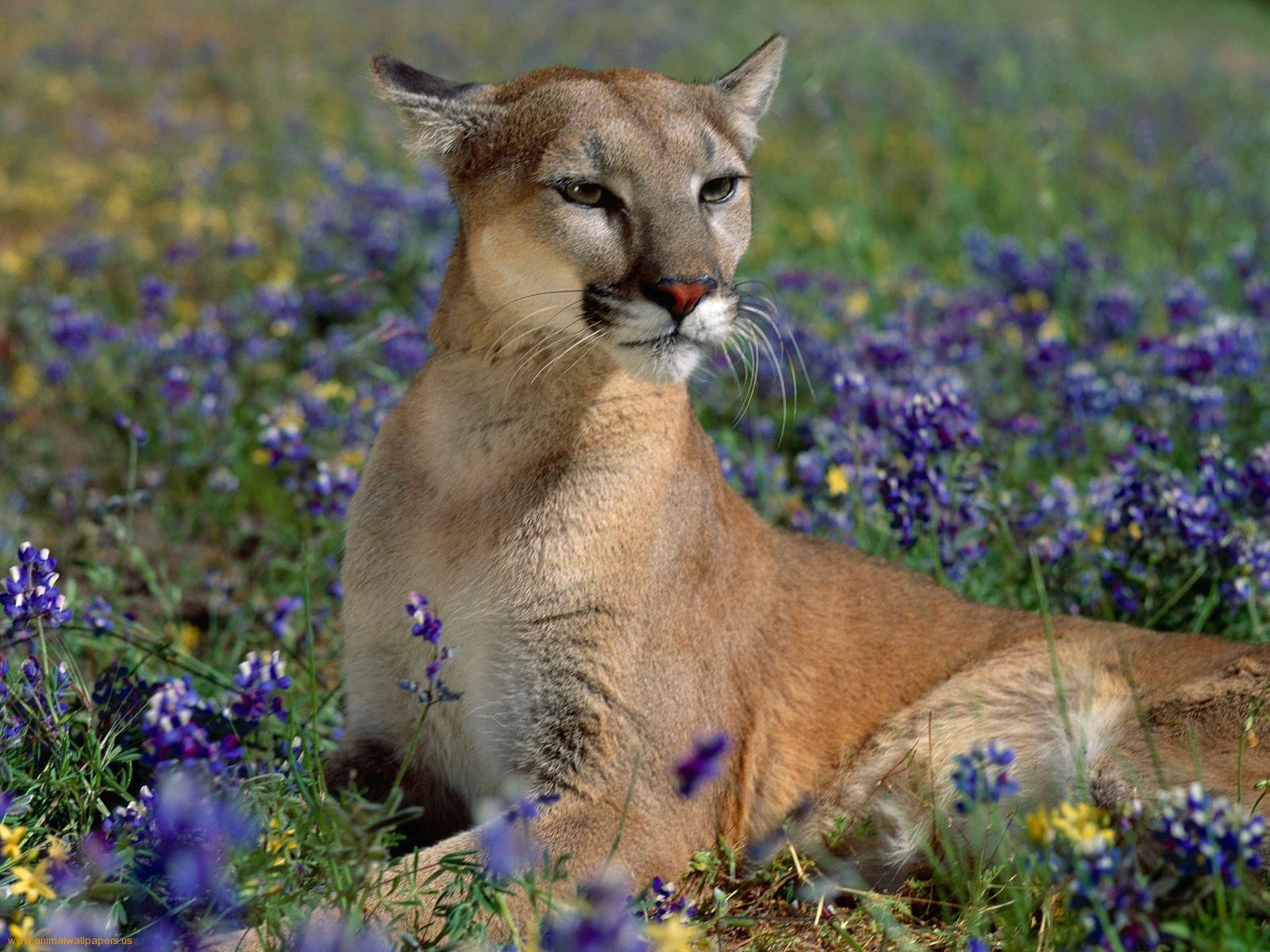 1600x1200 wildlife pictures free | Download Wild wallpaper, 'Puma listening
