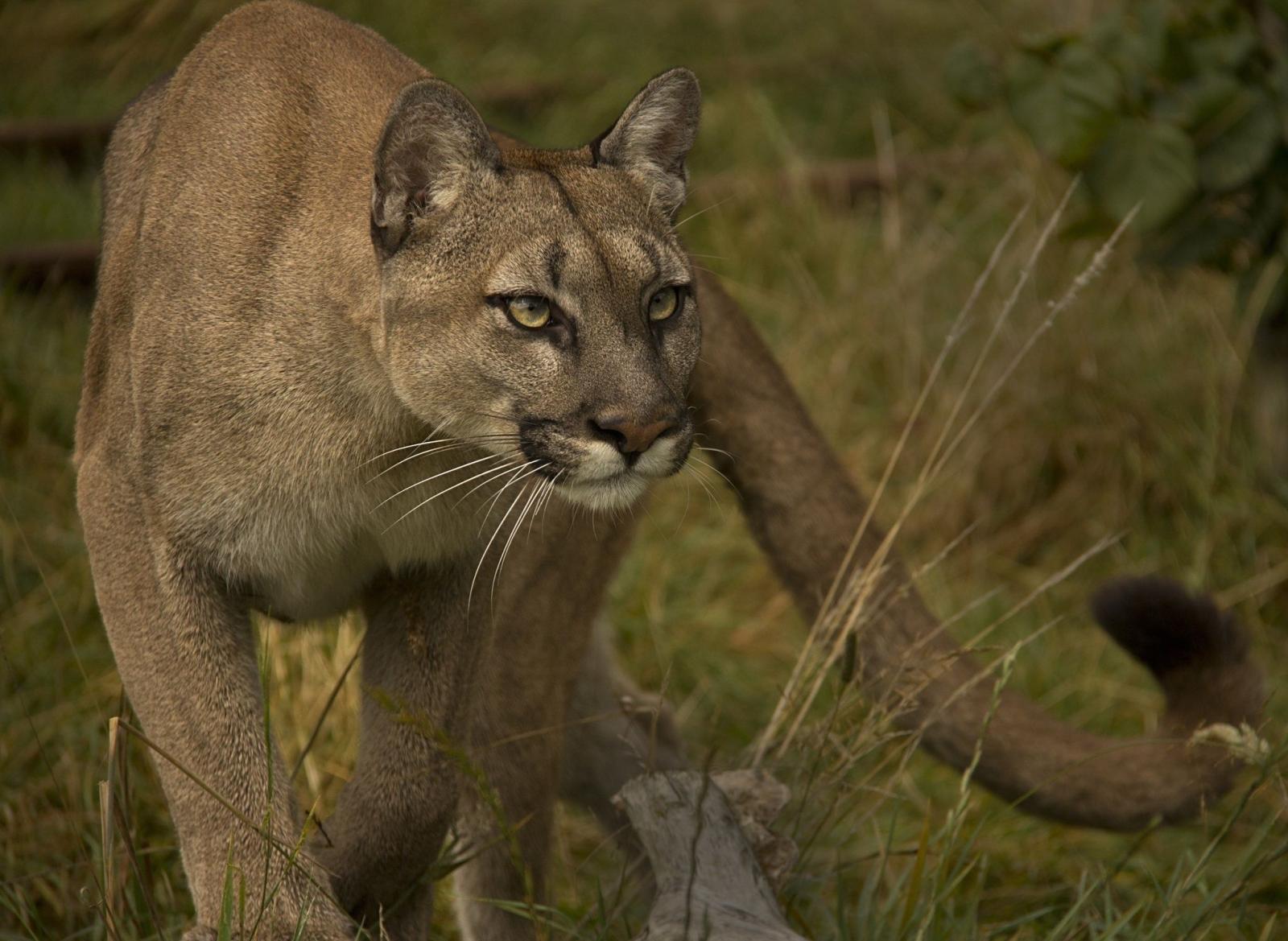 2048x1497 puma, Cougar, Mountain, Lion, Wild, Cat Wallpapers HD / Desktop and