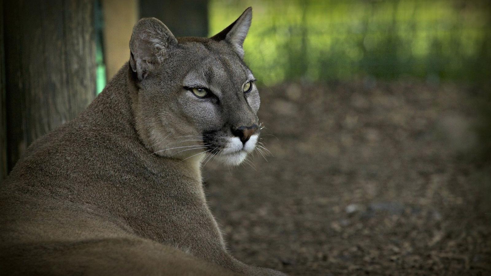 1920x1080 Wallpaper Wild cat, puma, predator, forest 1920x1080 Full HD 2K