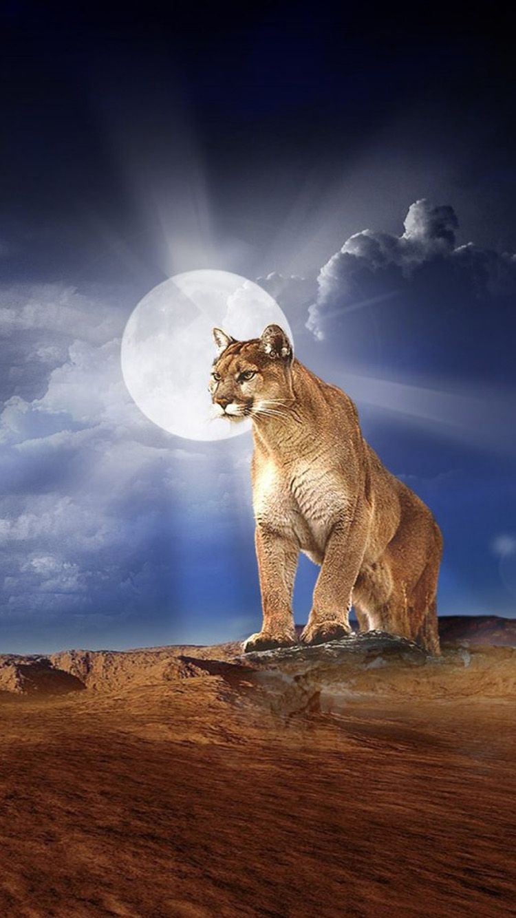 750x1334 Mountain Lion Wallpapers