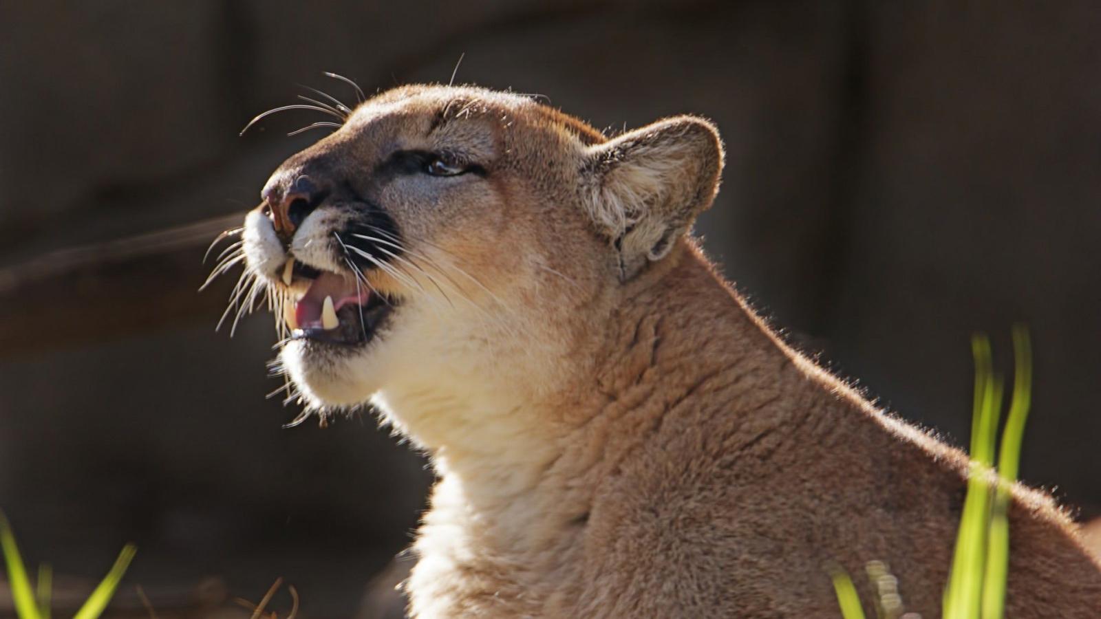 1920x1080 62+ Pumas Wallpapers on WallpaperPlay