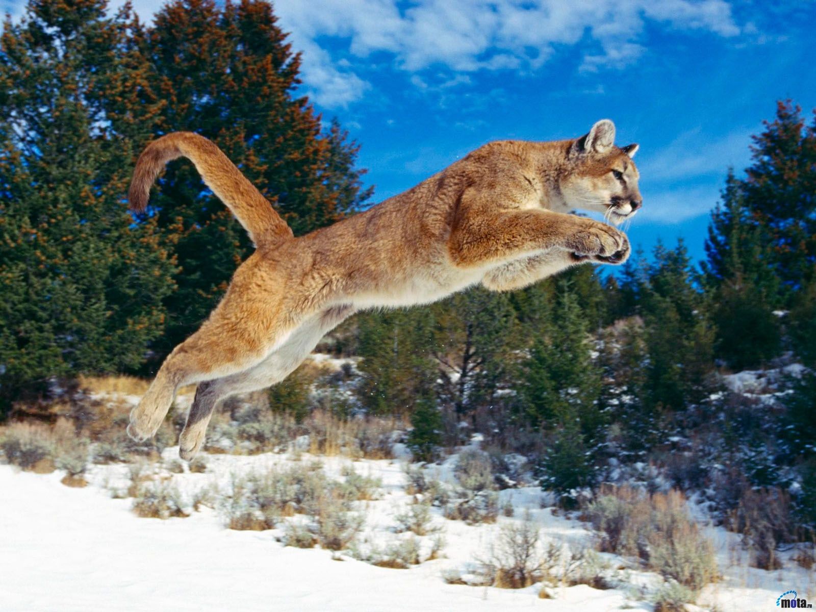 1600x1200 Jumping Puma Animal HD Wallpaper #3865 - Ongur