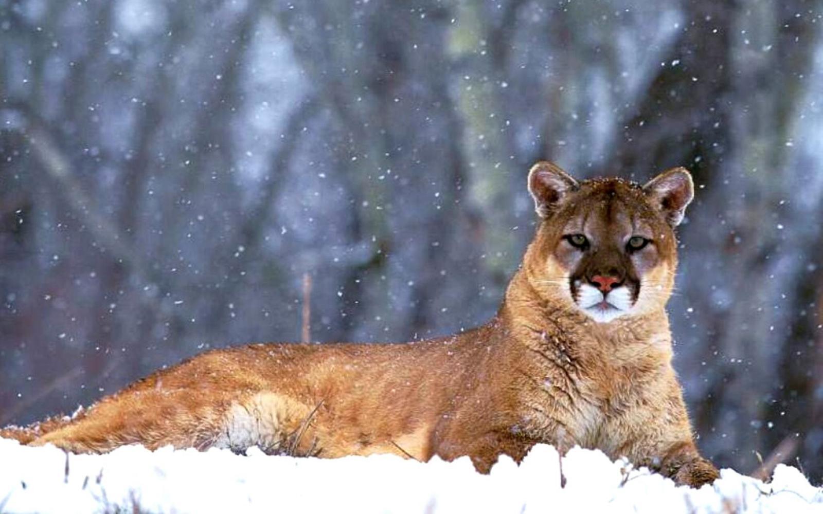 1920x1200 Cougar wallpapers Gallery