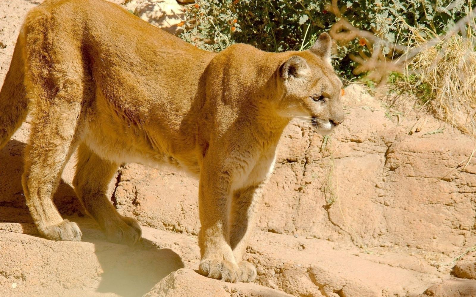 1920x1200 Puma on a rock wallpaper - Animal wallpapers - #48746