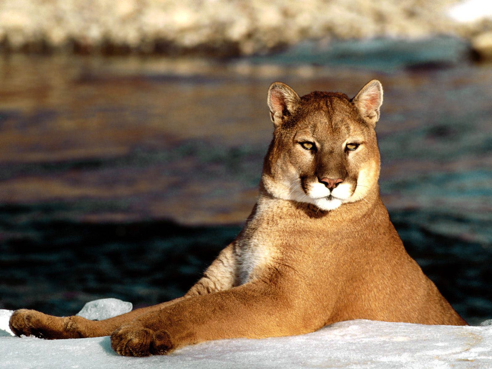 1600x1200 Cougar Wallpaper - Animals Town