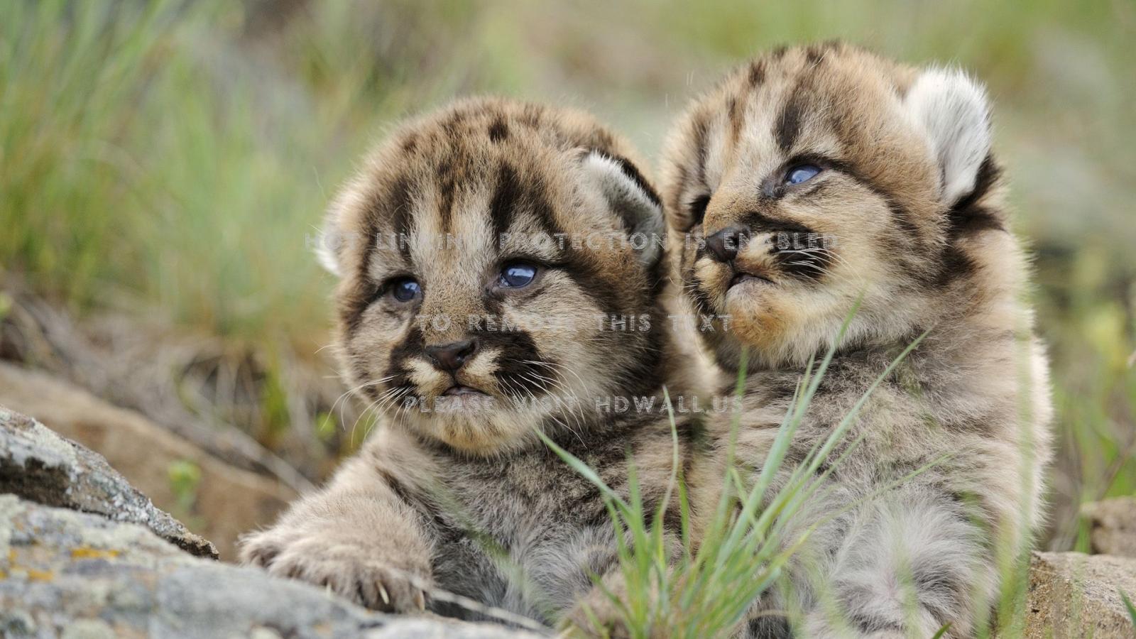 1920x1080 animals puma cubs baby