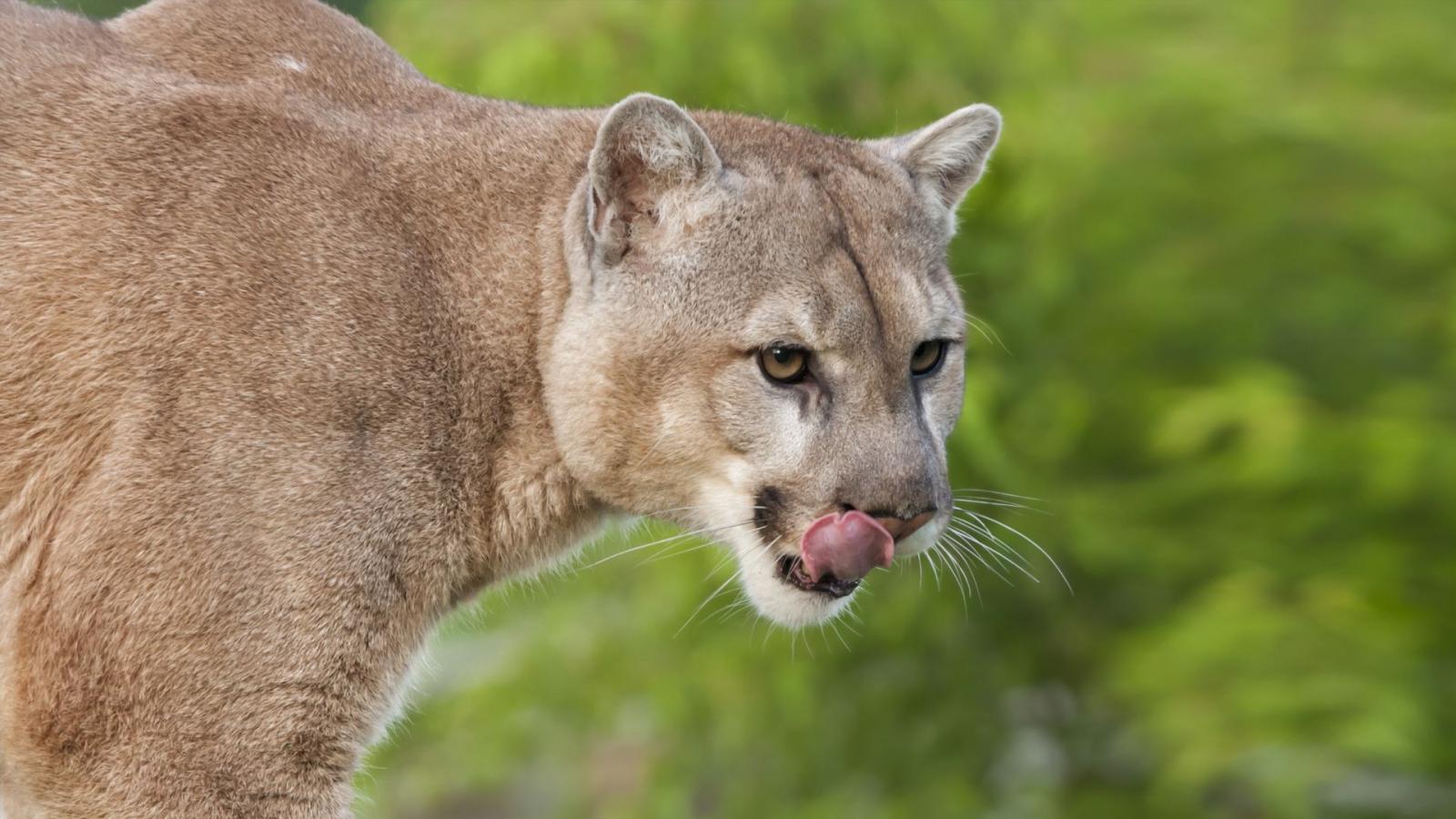 1920x1080 Animals puma grass wallpaper