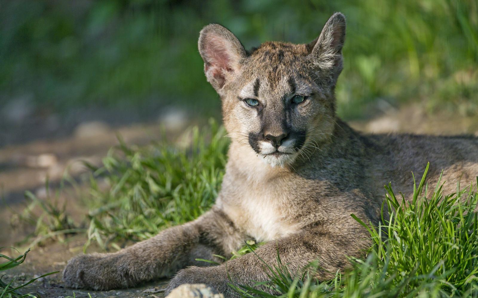 3840x2400 Images Pumas Cubs Grass Animals ©Tambako The Jaguar 3840x2400