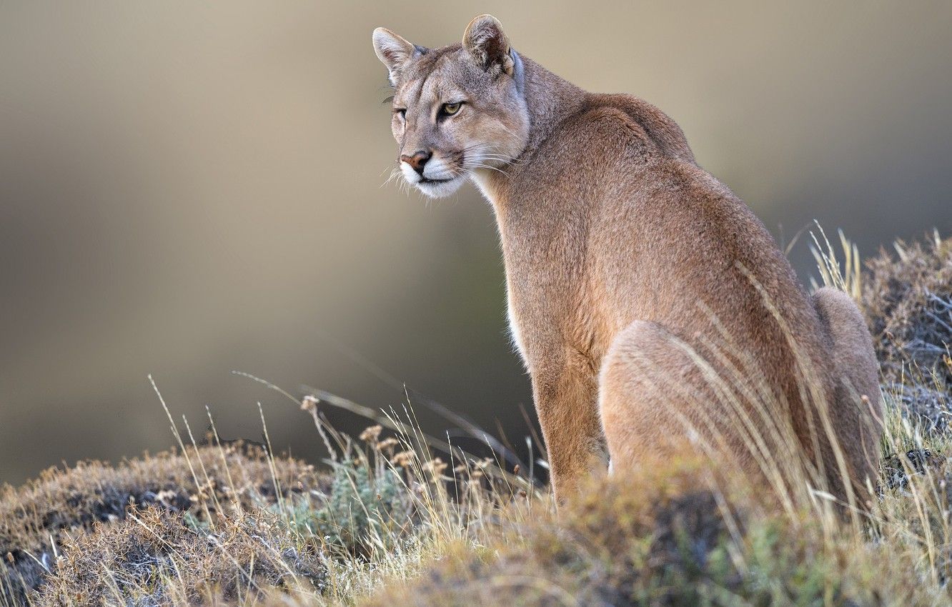 1332x850 Wallpaper grass, background, wild cat, Puma, Mountain lion images
