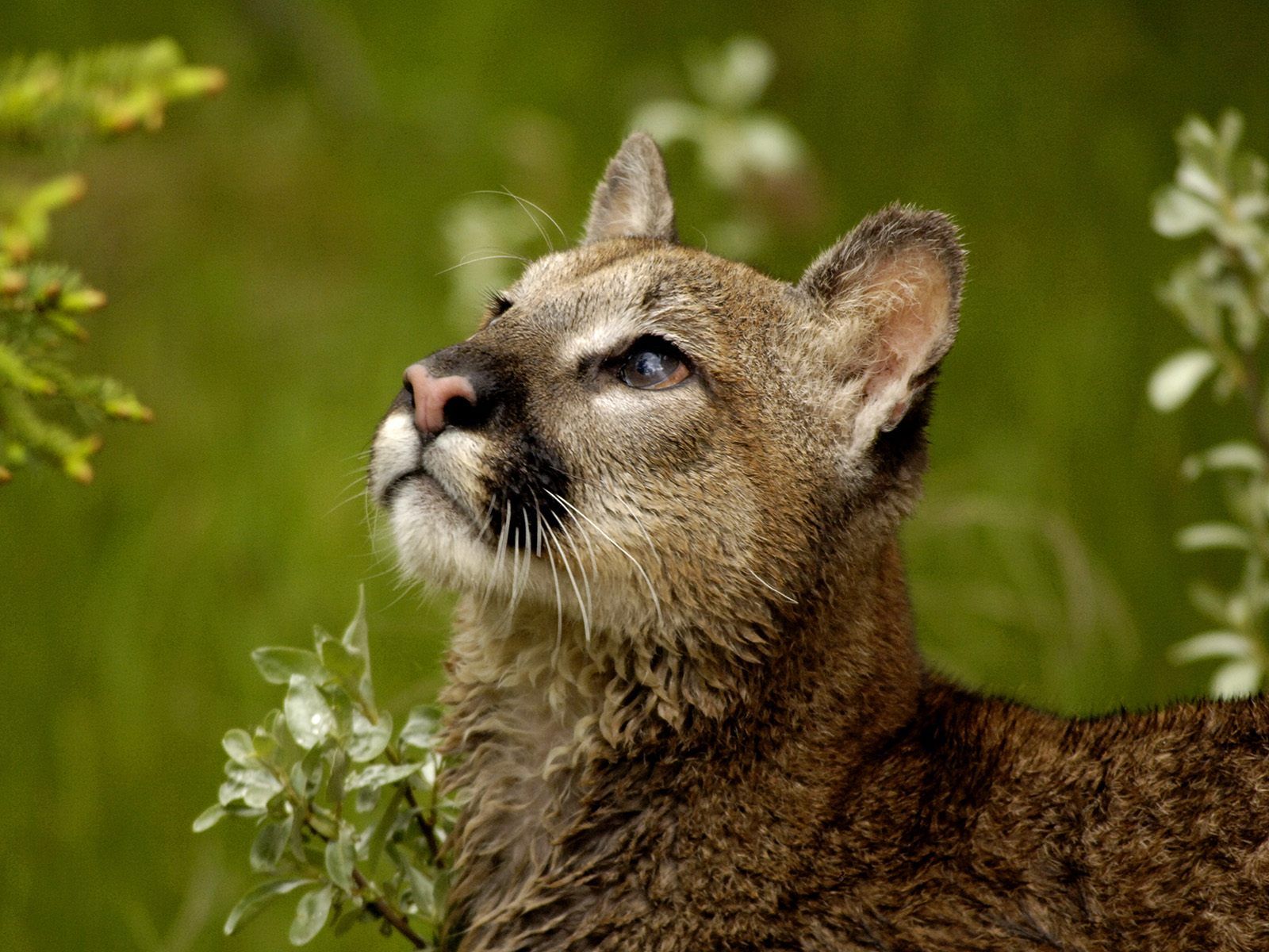 1600x1200 Animal Cats Fresh Desktop Life The Cougar Puma 318472 Wallpaper